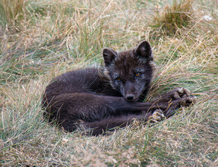 Fototapeta premium Arctic Fox