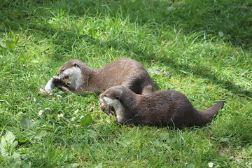 two Asian small-clawed otter (Aonyx cinereus) eating fish in the dappled sunshine