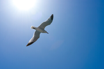 seagul flying on the sky