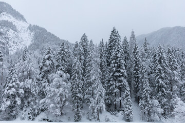 winter forest trees covered with white snow