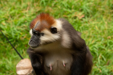 an adult  femal Cherry-crowned mangabey (Cercocebus torquatus) with green grass in the background