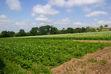 Fototapeta na wymiar field of potato plants growing in rows with a pale blue sky and white clouds with trees in the distance