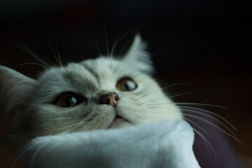 A beautiful Scottish cat in a Santa costume.