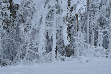 Trees covered of frosted snow
