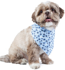 Charming Dressed up puppy with Cute dog clothes