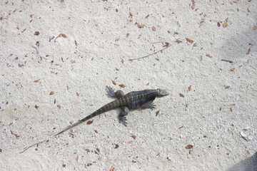 lizard on the beach
