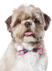 Charming Dressed up puppy with Cute dog clothes