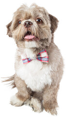 Charming Dressed up puppy with Cute dog clothes