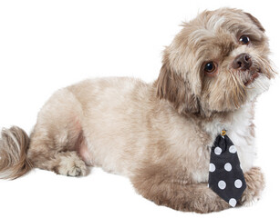 Charming Dressed up puppy with Cute dog clothes