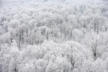 Winter forest, snow covered trees, picturesque view. Nature during snowfall, cold weather, white fairy wood for background