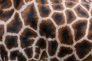 Fotobehang pattern of giraffe skin seen from the side © Marcin Rogozinski