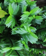 green leaves background