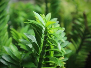 Green leaf for background or wallpaper