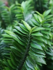 fern leaf background