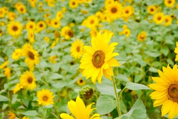 Fototapeta premium Beautiful sunflower field. Sunflowers always remind people of sunshine, happy, vitality, faith and positive.