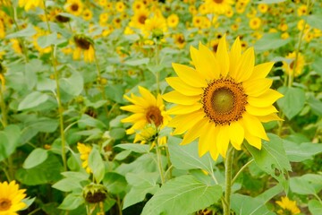 Beautiful sunflower field. Sunflowers always remind people of sunshine, happy, vitality, faith and positive.
