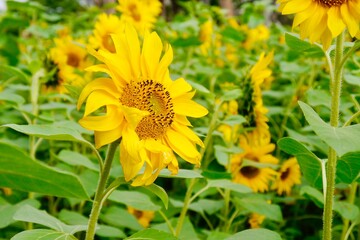Beautiful sunflower field. Sunflowers always remind people of sunshine, happy, vitality, faith and...