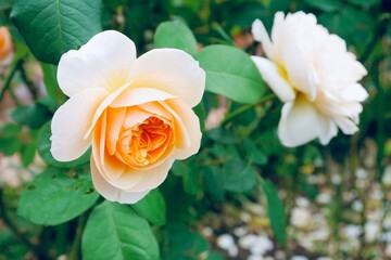 Blooming orange rose in the garden. Concept for love, passion, and romance.