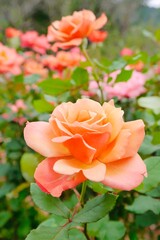 Blooming peach color rose in the garden. Concept for love, passion, and romance.