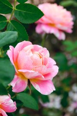 Blooming pink rose in the garden. White and yellow gradients on the petals