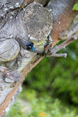 A blue wood bee works on the trunk of an old tree.