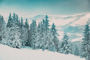 amazing winter landscape with snowy fir trees