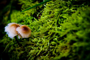 mushroom on moss