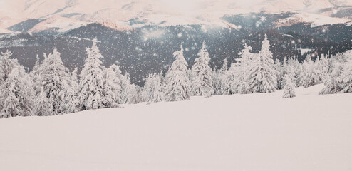 amazing winter wonderland landscape with snowy fir trees