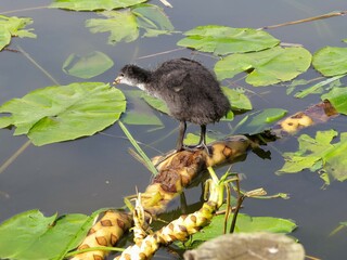 young coot perched on lily stem in the river