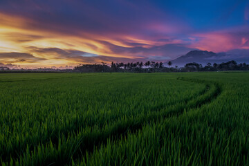 Fototapeta na wymiar Sunset over the green rice fields, beautiful sunset