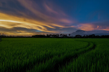 Sunset over the green rice fields, beautiful sunset