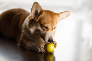 A cute corgi dog gnaws green apple while lying on floor against the backdrop of a house window. The pet is very fond of fruits. Animal and vitamins