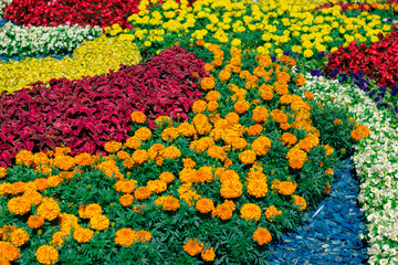 Fototapeta na wymiar A garden with bright and colorful flowers. Multicolored flowers cover the ground