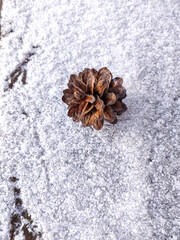 Pine  cone on rustic wood background. Selective focus.