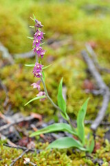 Rotbraune Stendelwurz