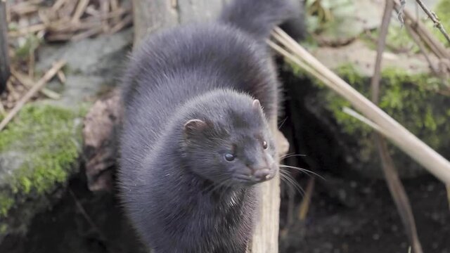 Slow Motion of American Mink (Neovison vison)