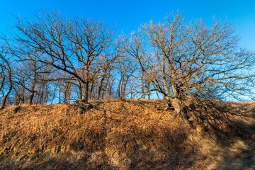 old branched bare english oak trees on the slope of hill soil mountain. beautiful autumn scenery landscape