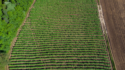 Drone view of a tobacco plantation, highlighted by the green coloration of the plants and the crop lines
