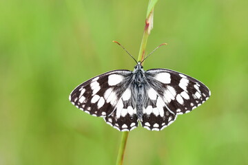 Schachbrettfalter
