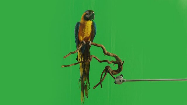 Blue and Yellow parrot macaw ( Ara Ararauna ) flying or standing on branch on green screen background . Shot on ARRI Alexa cinema camera in Slow Motion .	