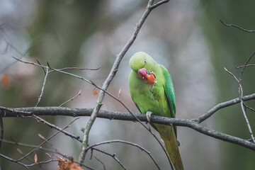 Halsbandsittich freilebend Deutschland