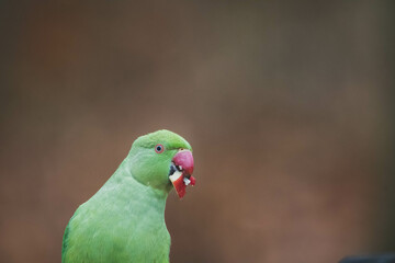 Halsbandsittich freilebend Deutschland