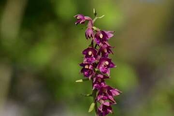 Rotbraune Stendelwurz