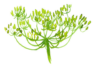 Watercolor background with dill: dill leaves and seeds. Herbs and spices.