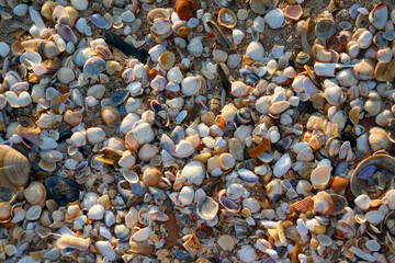 Texture of thousands of precious shells on the coast