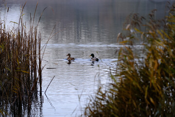 Ein Sockentenpaerchen zwischen dem Schilf auf einem See