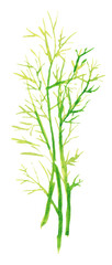 Watercolor background with dill: dill leaves and seeds. Herbs and spices