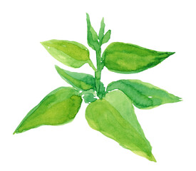 The green leaves. Watercolor. freehand drawing Nature, natural color