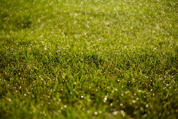 spring green grass with morning dew and blurred background
