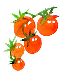 Watercolor tomato. Red vegetables, natural food